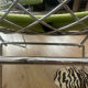 Pair of Diamond Bertoia chairs for Knoll Studio.