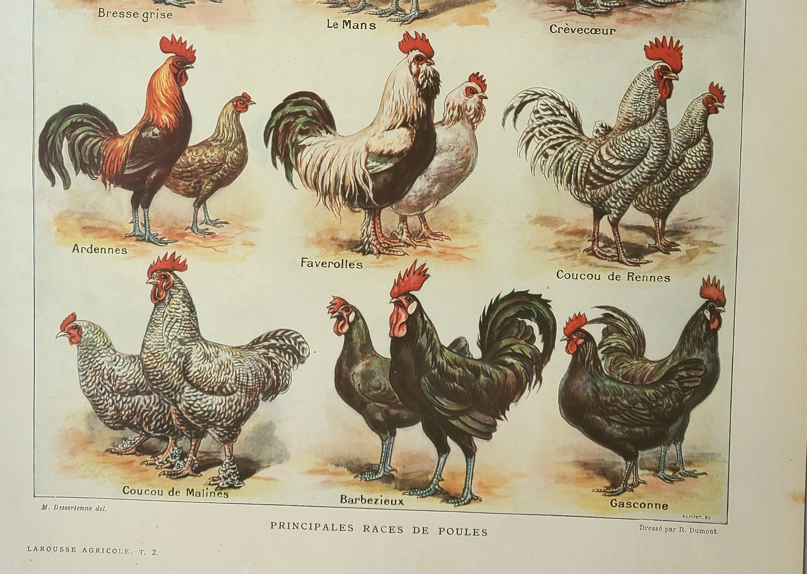 Old engraving 1922, Hens 1, rooster, breeds, barnyard, farm • Lithograph, Original plate