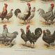 Old engraving 1922, Hens 1, rooster, breeds, barnyard, farm • Lithograph, Original plate