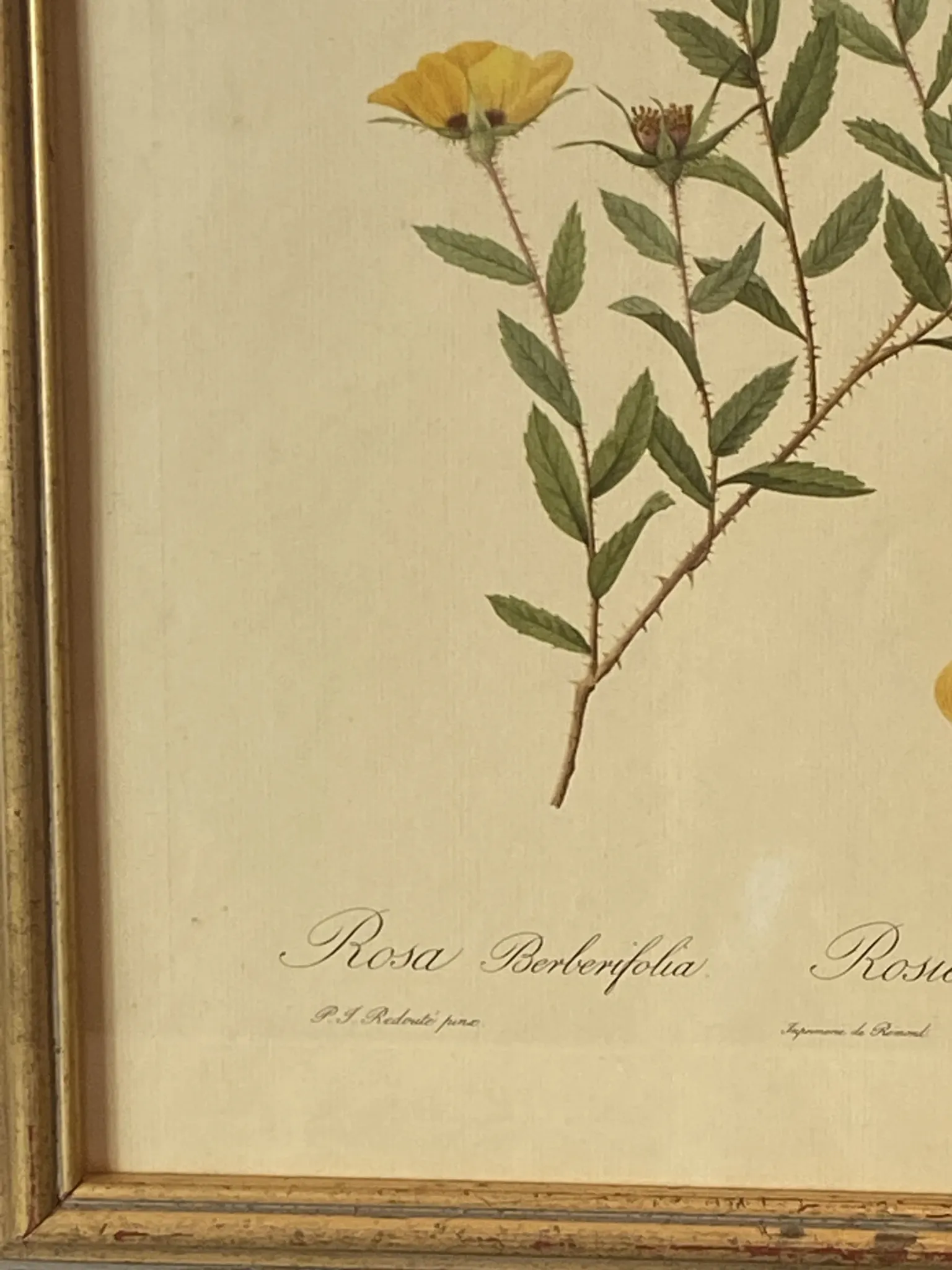 Botanical print, Rose, J-P Redouté
