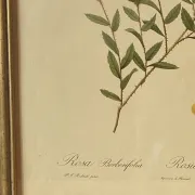 Botanical print, Rose, J-P Redouté