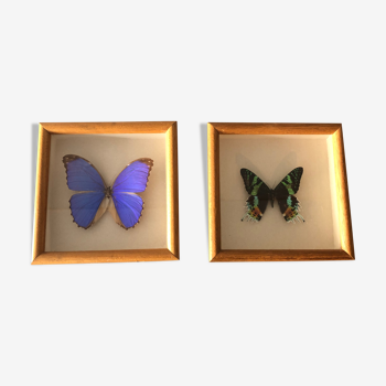 Duo of naturalized butterflies