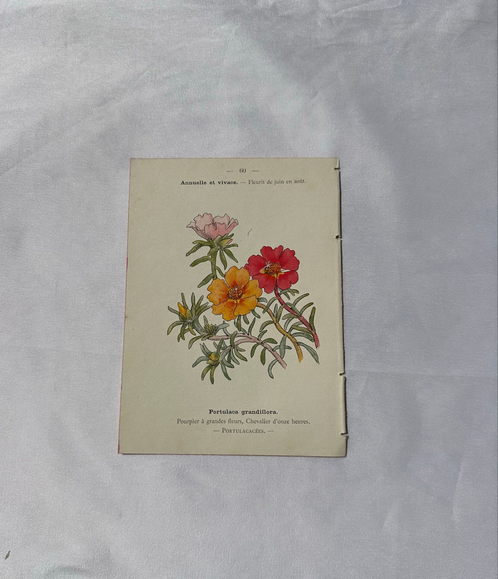 Planche Botanique Gravure naturaliste ancienne 19eme recto verso