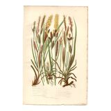 Gravure ancienne botanique 1889 - Herbes de montagne  par A. Pratt -planche