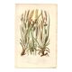 Antique botanical engraving, 1889 - Mountain herbs by A. Pratt - plate