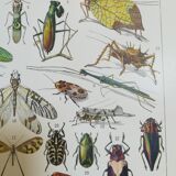 Lithograph on insects from 1928