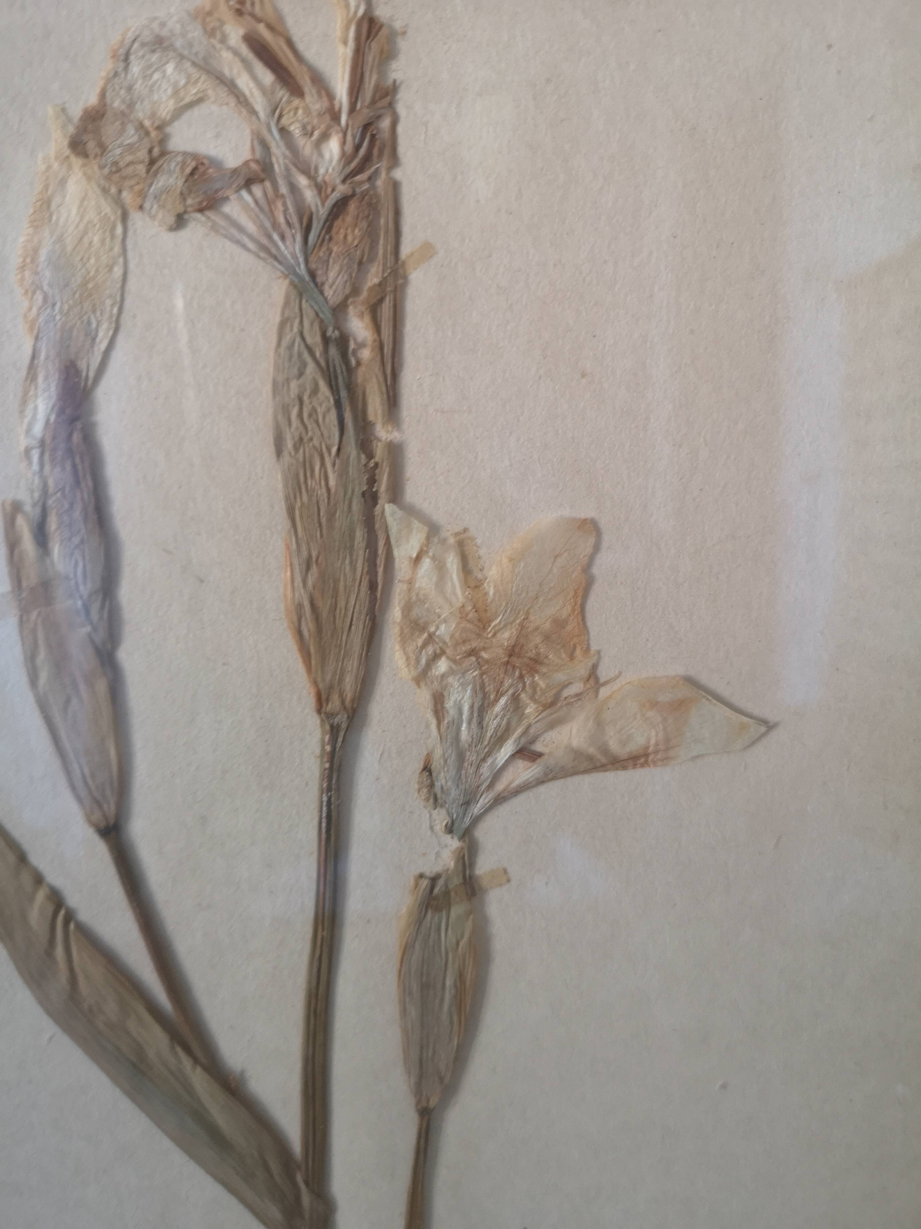 Old herbarium board framed