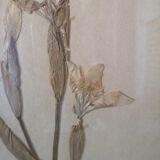 Old herbarium board framed