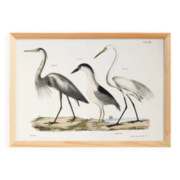 Poster about herons, based on an old lithograph from 1842.