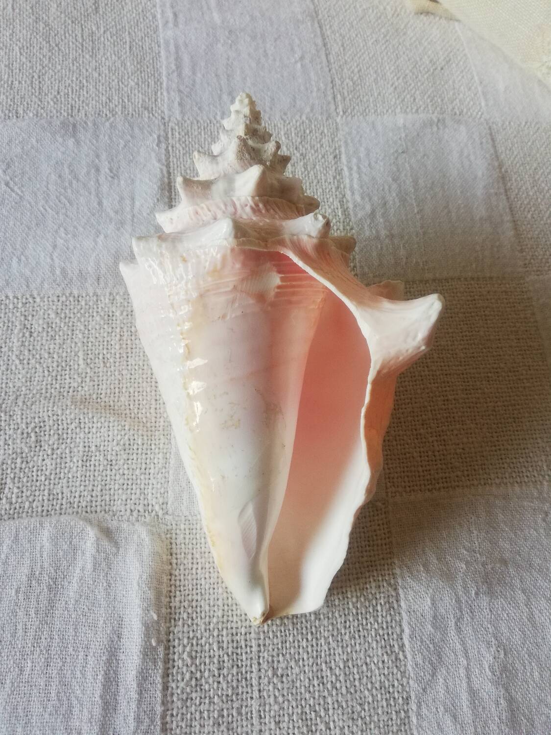 Collectible shell Strombe Lambi pink