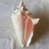 Collectible shell Strombe Lambi pink