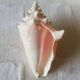Collectible shell Strombe Lambi pink