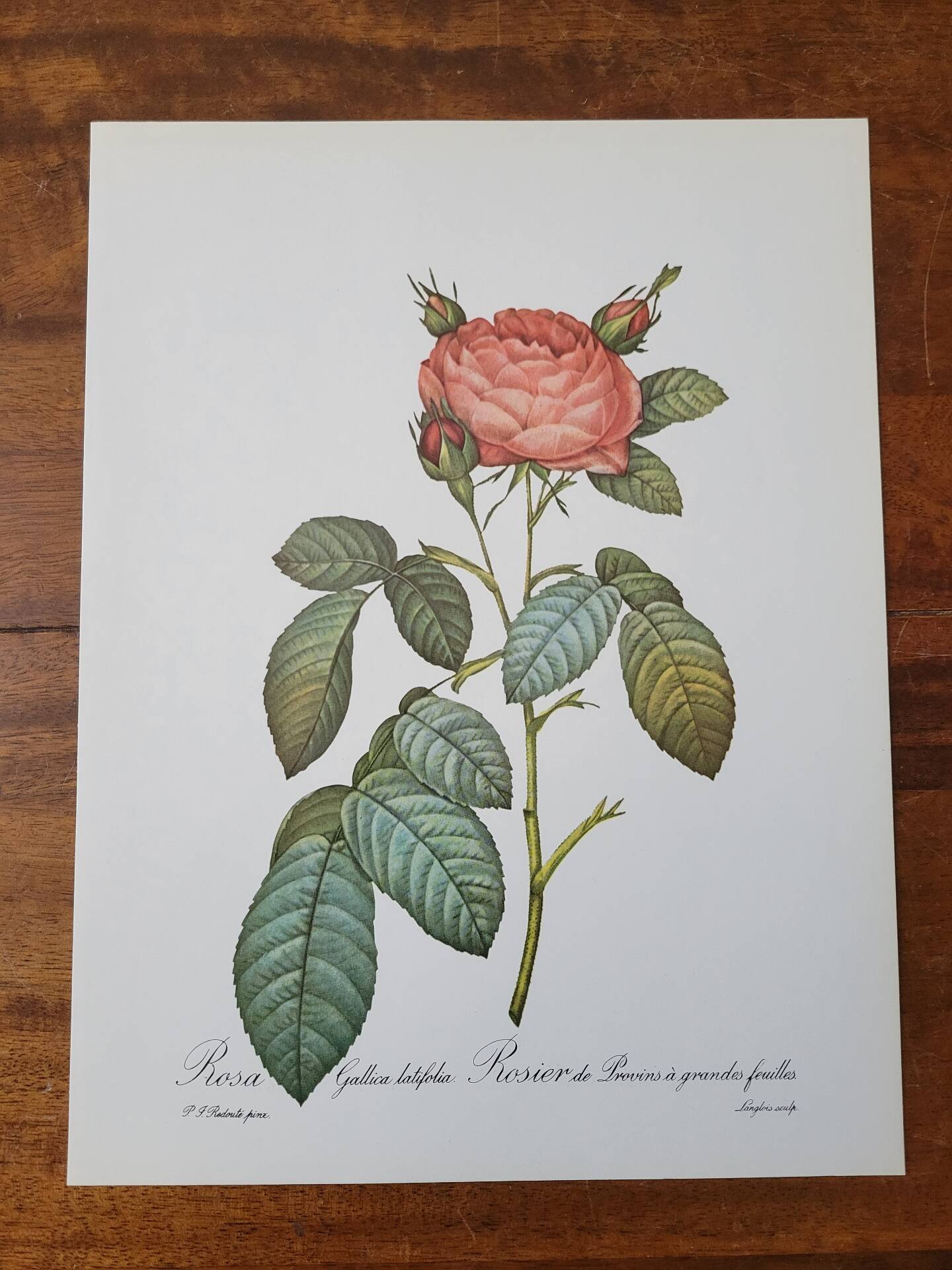 Botanical plate of Provins rose, after P.J. Redouté 1960