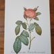 Botanical plate of Provins rose, after P.J. Redouté 1960