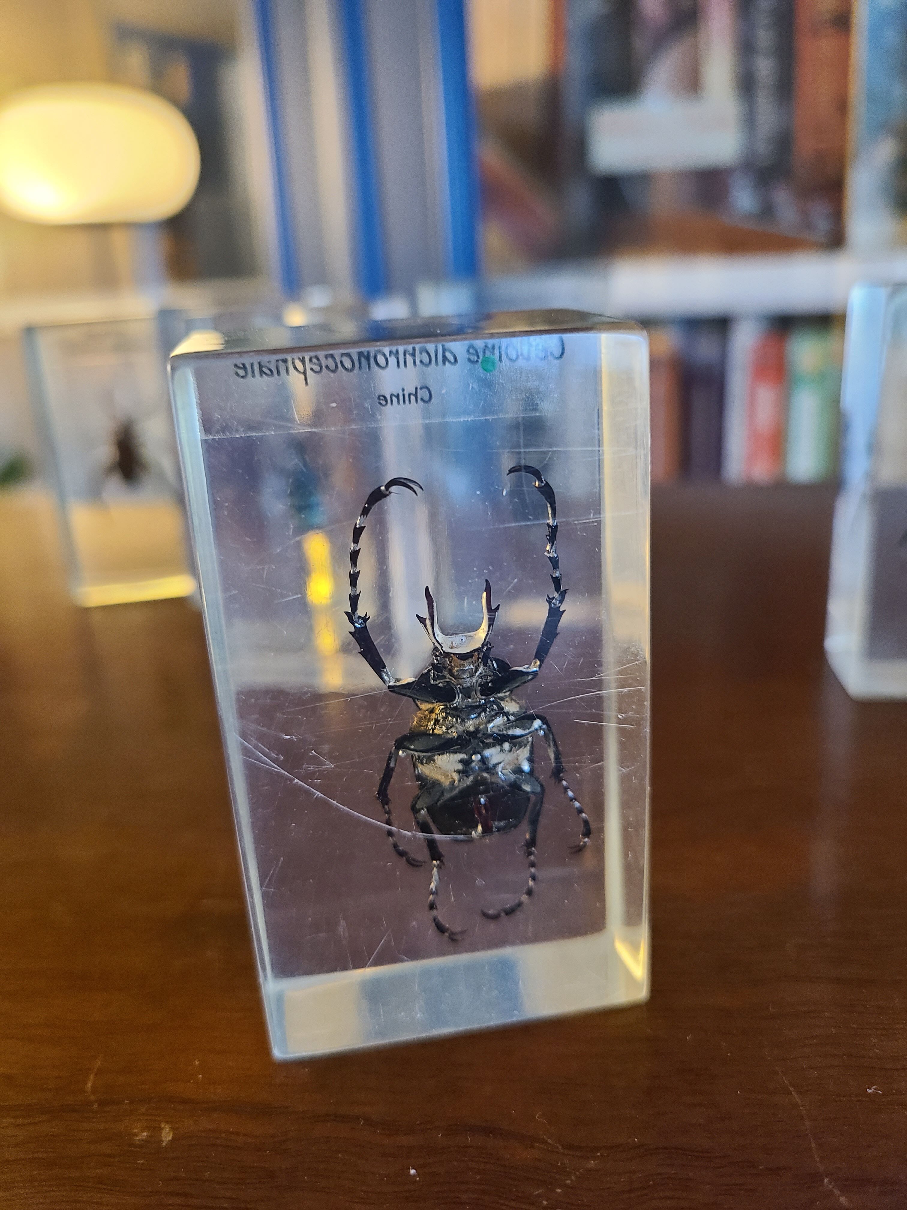 Insects under vintage resin