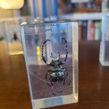 Insects under vintage resin