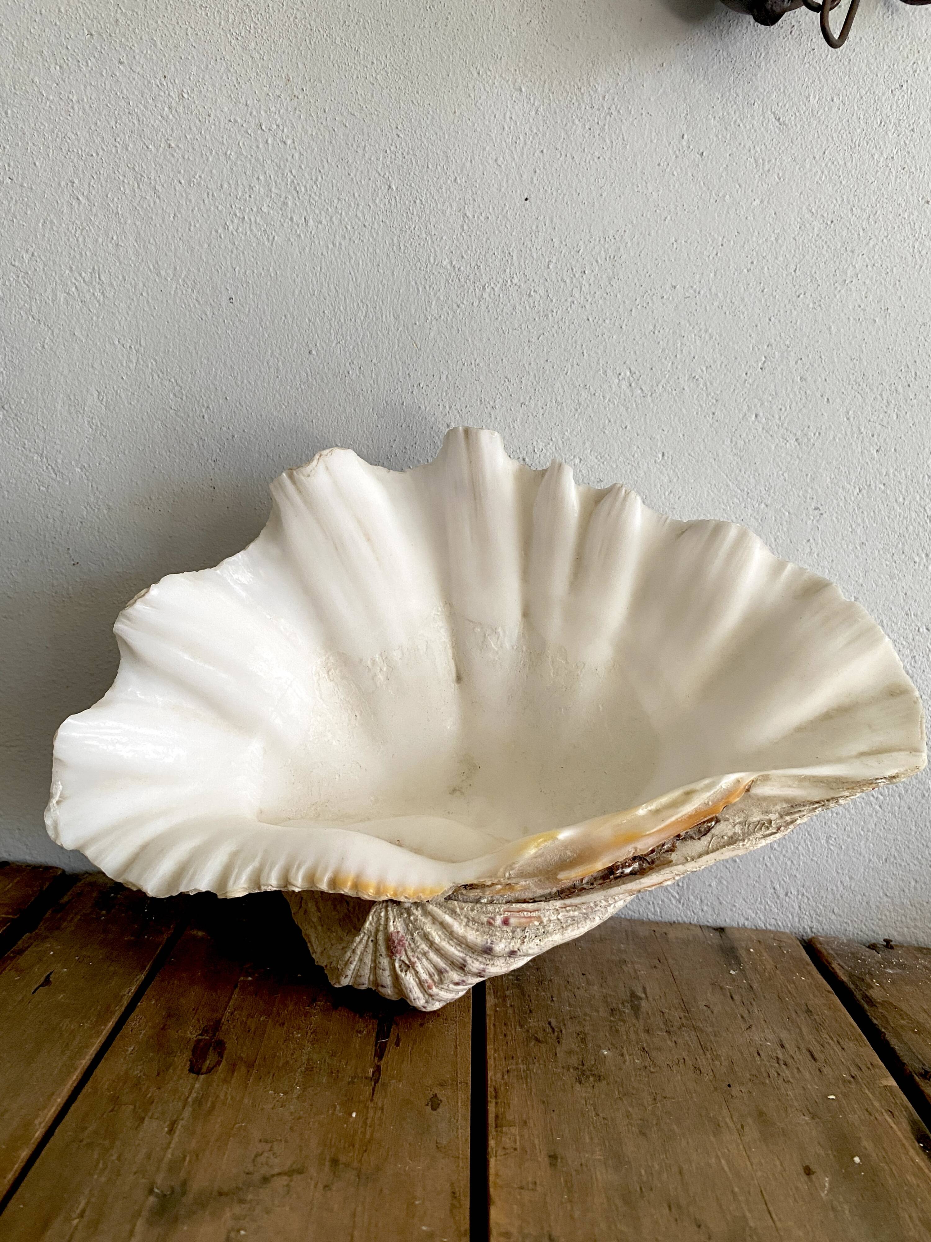 Bénitier shells, cabinet of curiosities
