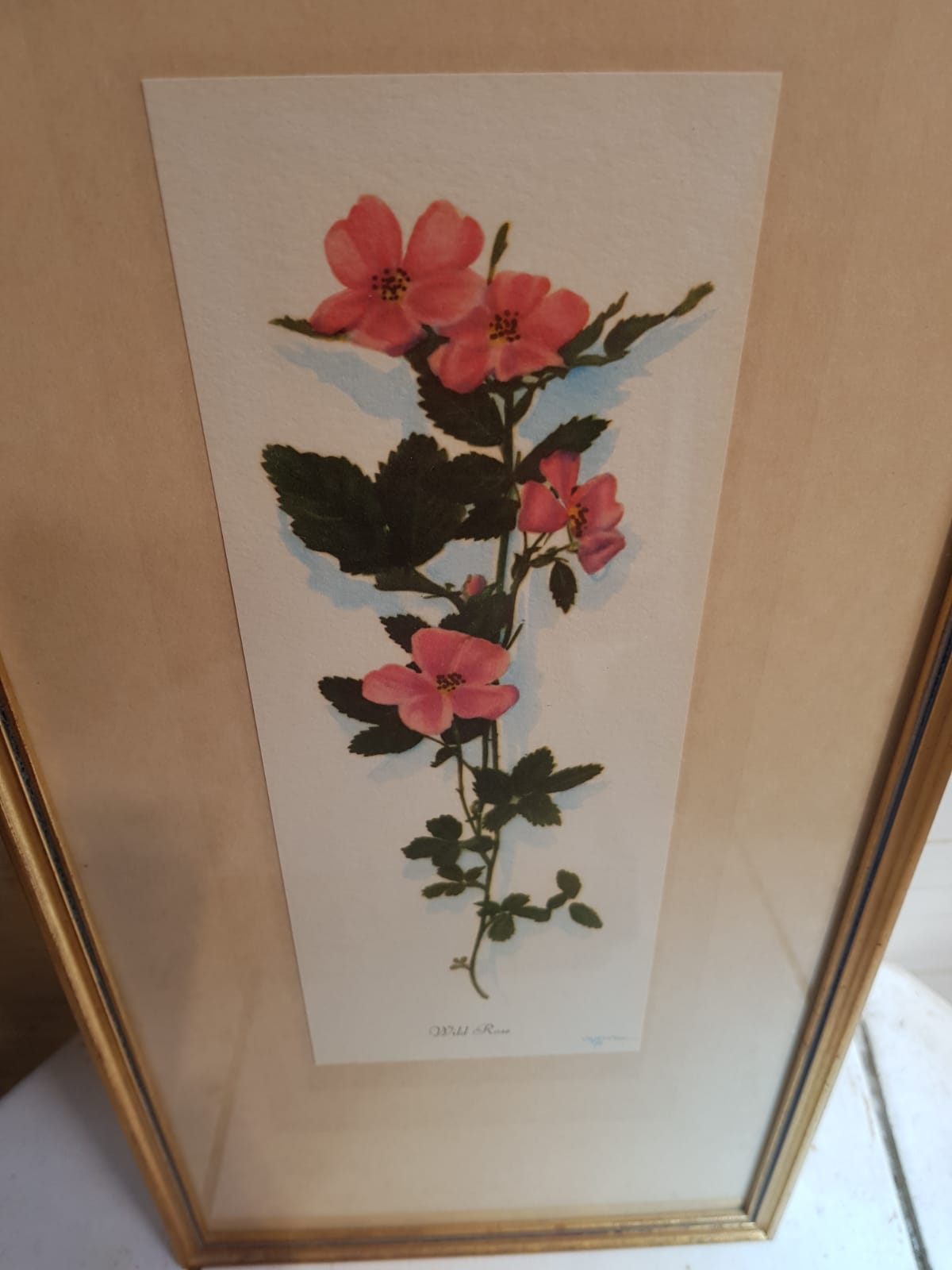 Series 4 Old Botanical Boards Flowers GRANDALL + Frame Gilded Wood Vintage