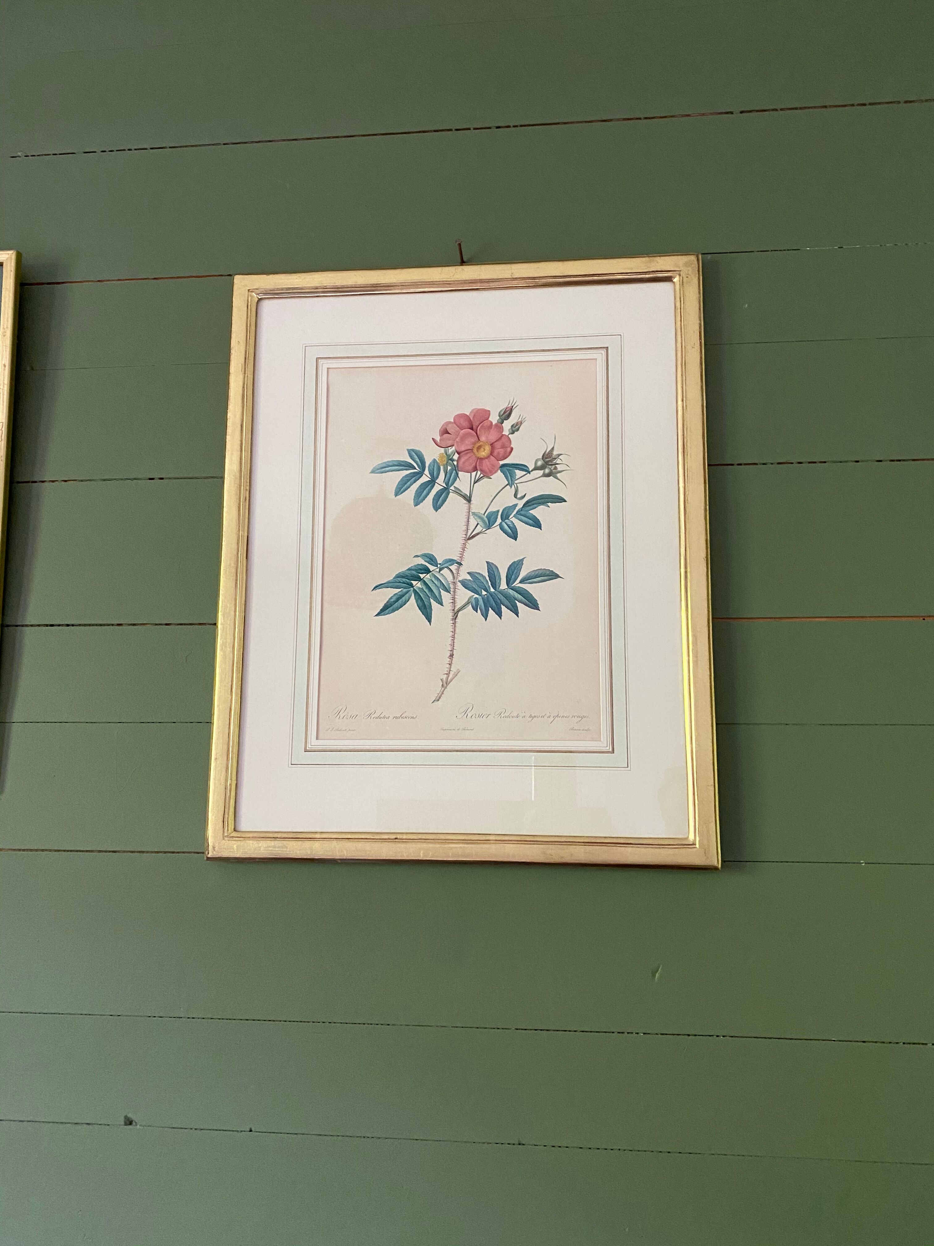 Botanical engraving framed