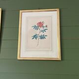 Botanical engraving framed