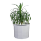 XXL plant pot by Karin Björquist for the Gustavsberg factory, 1980, Sweden