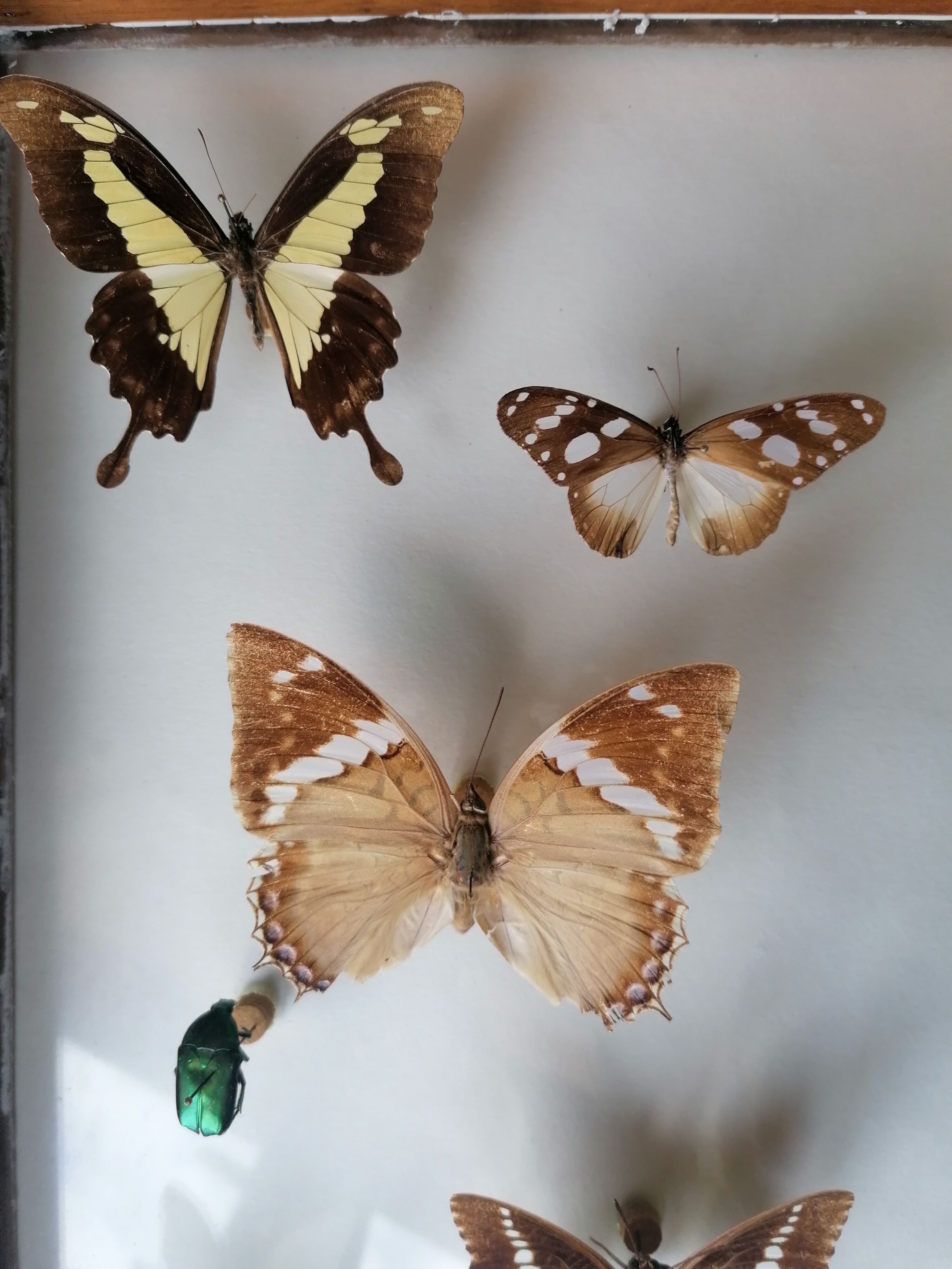 Cadre papillons taxidermie Kenya