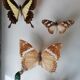 Cadre papillons taxidermie Kenya