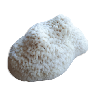 Corail fungia