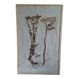 19th century herbarium