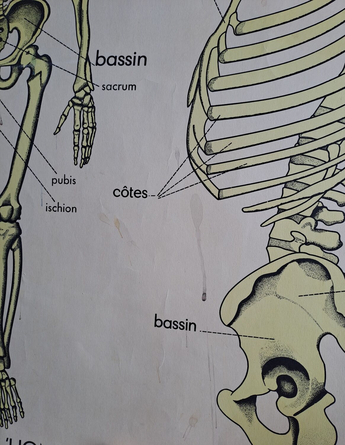 School poster Rossignol the skeleton/ excretion