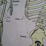 School poster Rossignol the skeleton/ excretion
