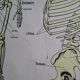 School poster Rossignol the skeleton/ excretion
