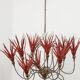 Lustre Queens Gallery Antwerp