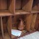 Antique display cabinet