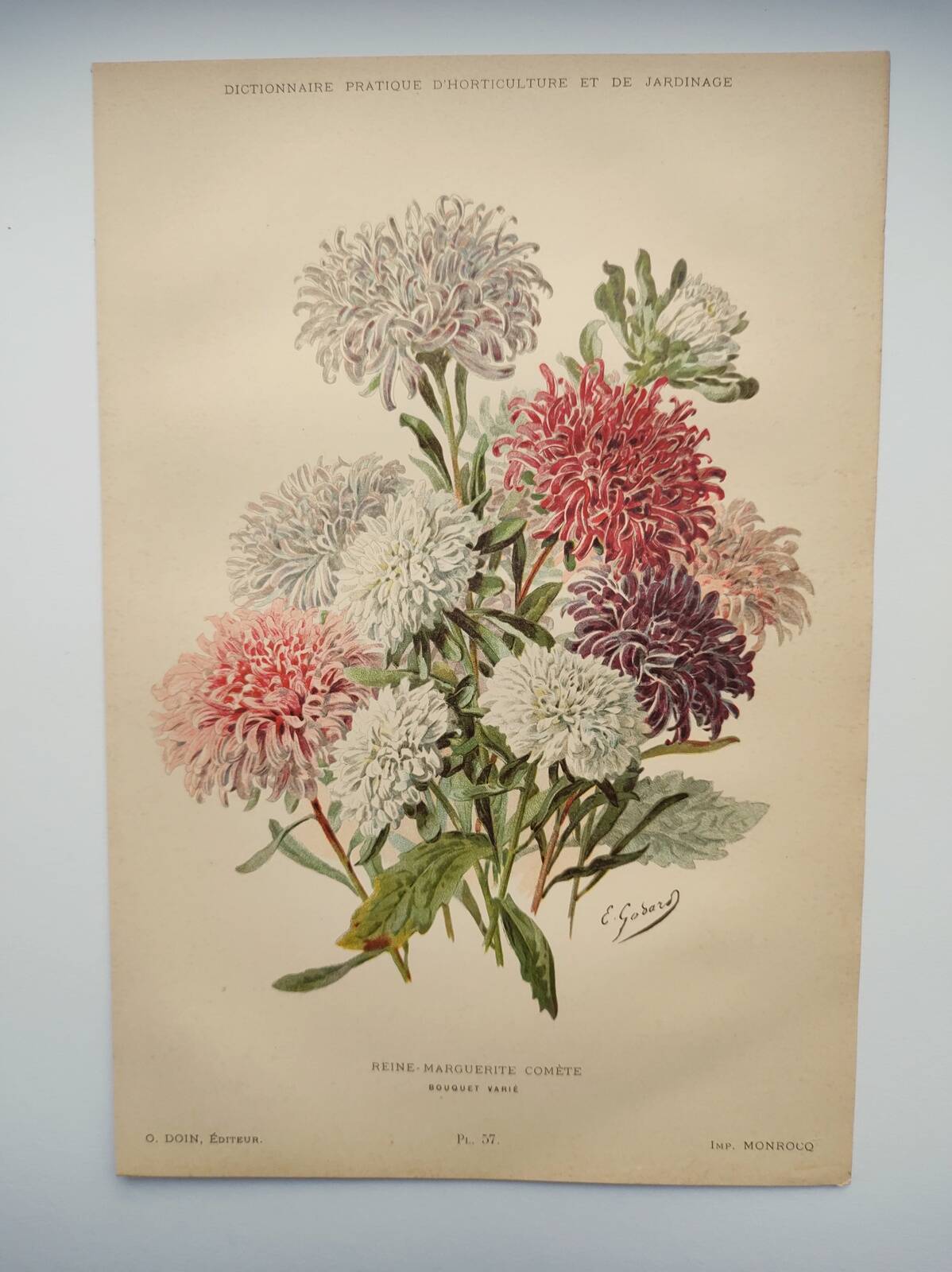 Botanical engraving from 1897 - Reine-Marguerite Comète - old original flower plate by E.Godart