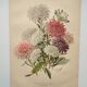 Botanical engraving from 1897 - Reine-Marguerite Comète - old original flower plate by E.Godart