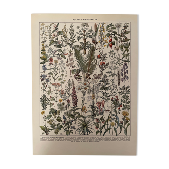 Lithograph engraving on medicinal plants from 1928 (absinthe)