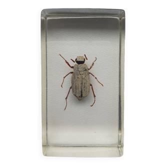 Resin inclusion insect - WHITE BURMA CHEAFER - Curiosity - N°6