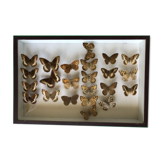 Box of naturalized butterflies