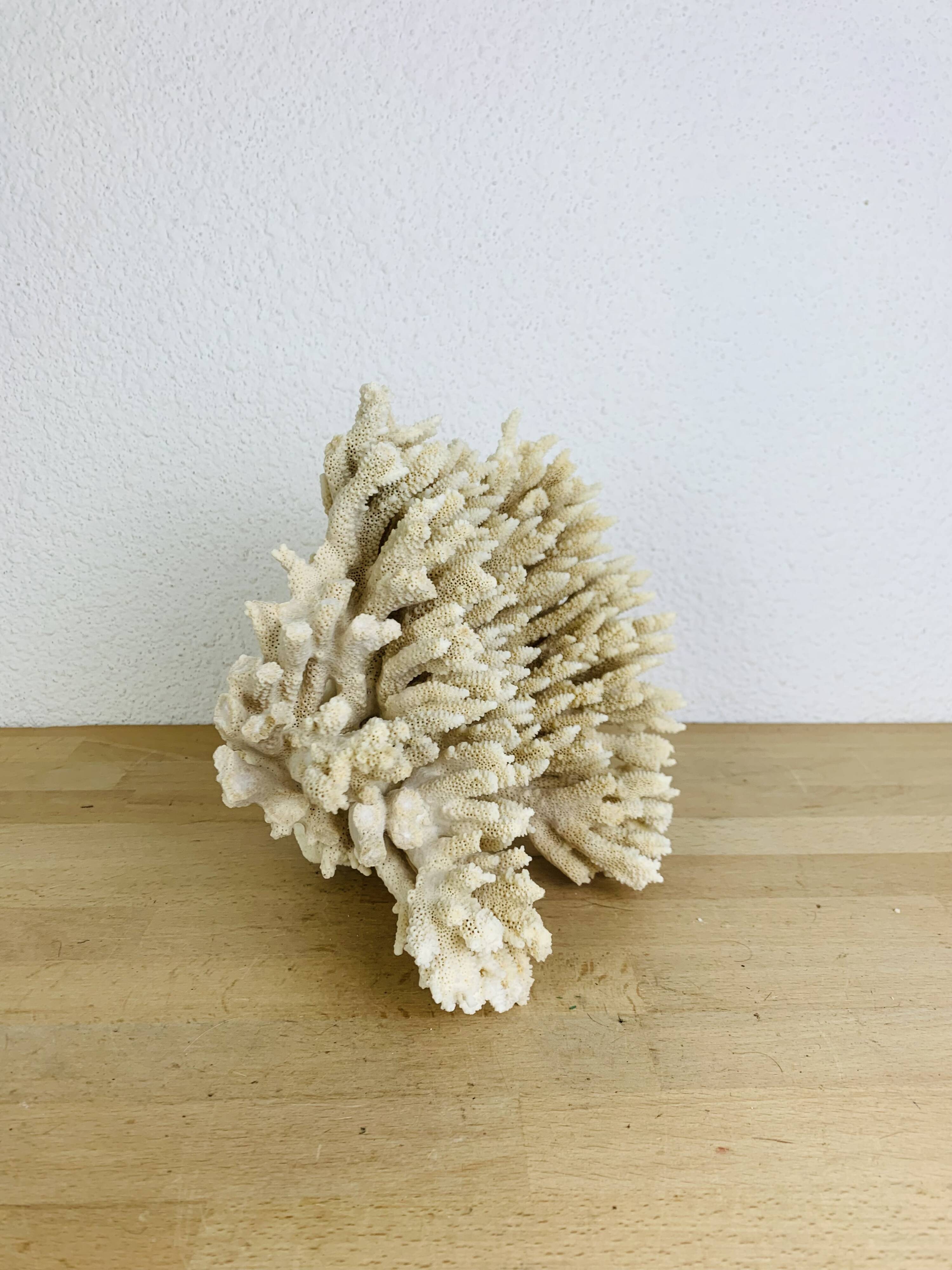 Old coral 29 cm