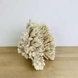 Corail ancien