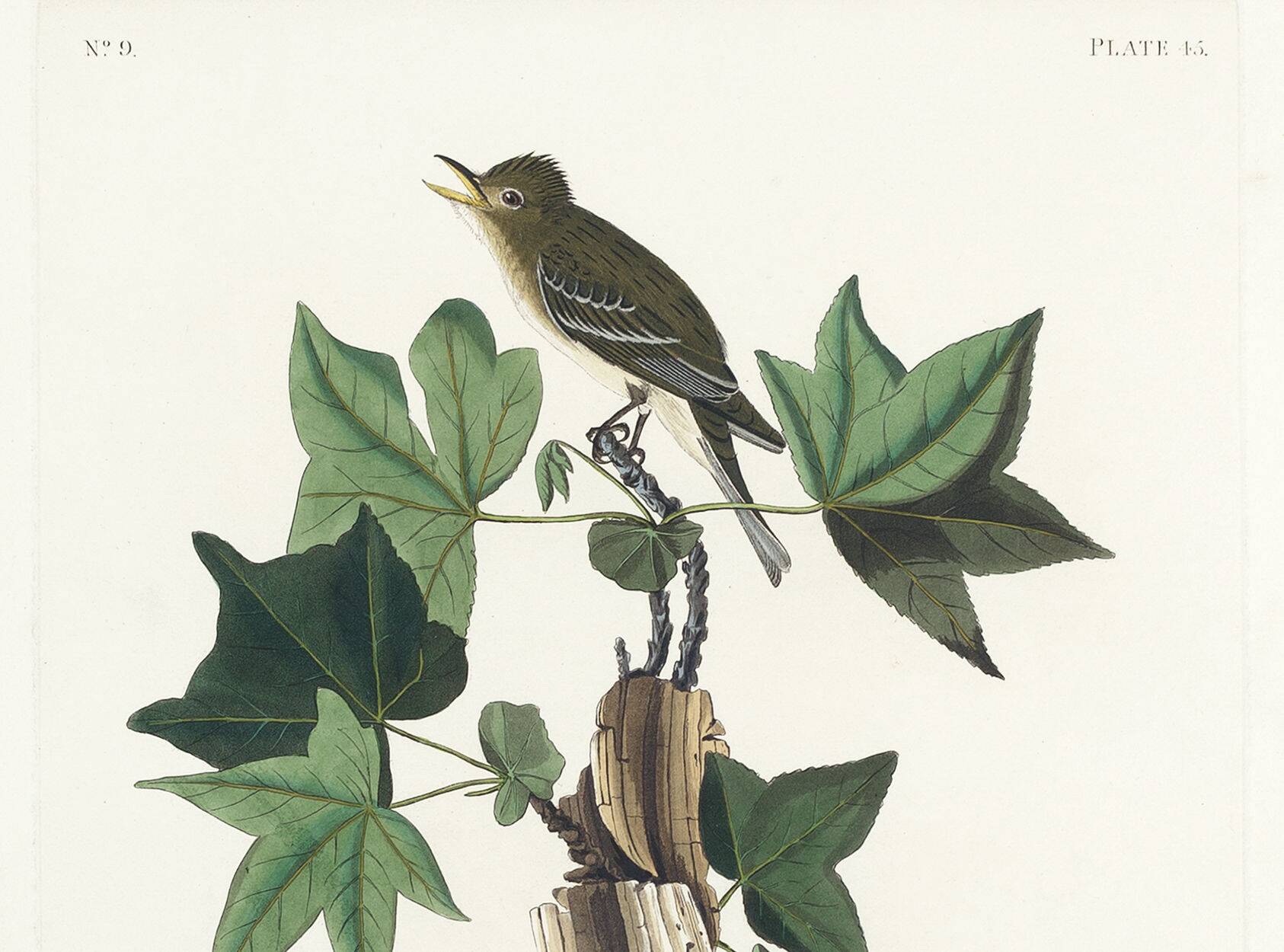Poster about Traill's Flycatcher, based on an old engraving from 1827.