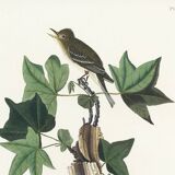 Poster about Traill's Flycatcher, based on an old engraving from 1827.