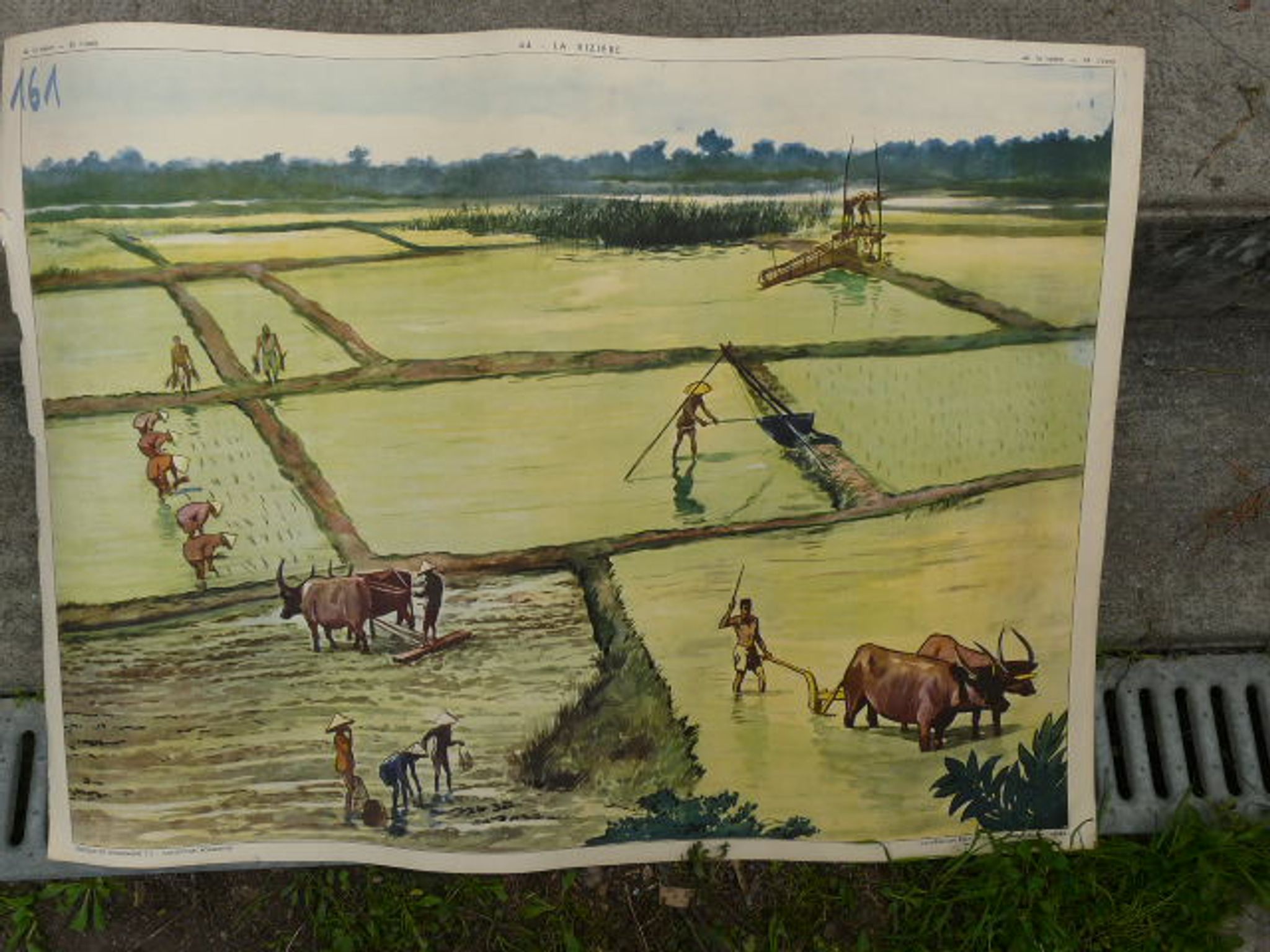 School poster editions nightingale N° 43 and 44 the rice field and the oasis