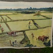 School poster editions nightingale N° 43 and 44 the rice field and the oasis