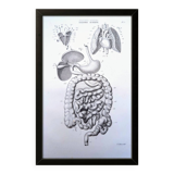 Printed in 1851, Digestive system, heart and lungs.