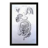Printed in 1851, Digestive system, heart and lungs.
