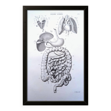 Printed in 1851, Digestive system, heart and lungs.