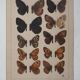 Small brown and orange butterflies, original signed watercolour, Roger METAYE.