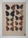 Small brown and orange butterflies, original signed watercolour, Roger METAYE.